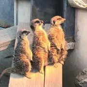 カズヲ
