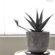 Kenjiの画像