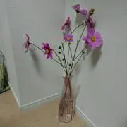 もんちっちの画像