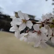 玉ちゃんの画像