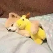 購入前に自己紹介読んでください。の画像