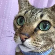 まねきねこの画像