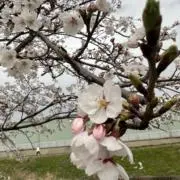 はな