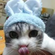 ごんちゃん