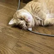 たけうりの画像
