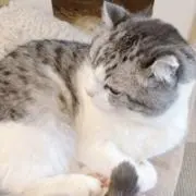あねもねの画像