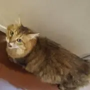ハルねこの画像