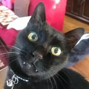 みぃちゃん