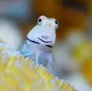 アトキンスの画像