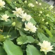 りいりの画像