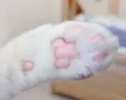 ともぞう