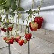 いちごの画像