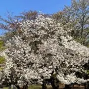 K.Iの画像