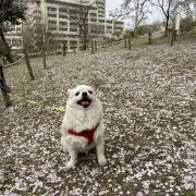 よっしーの画像