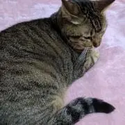 ねこのシッポ(プロフ必読(•‿•))の画像