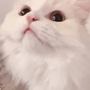 ななちの画像