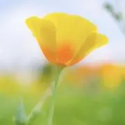 Flowerの画像