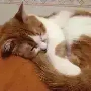 ネコママの画像