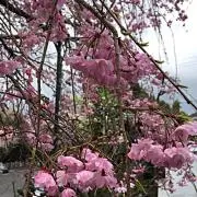 どんぐりの画像