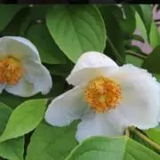 沙羅の画像