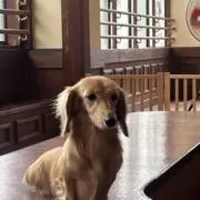 あの画像