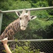 りんりんごの画像