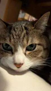 こりがゃじの画像