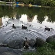 そら豆の画像
