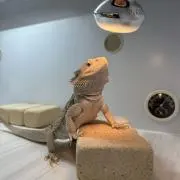 心狐