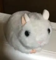 パトリック