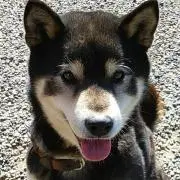 紫苑　＊プロフ必読お願い致します＊