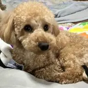 やっちゃん