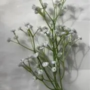 華の画像