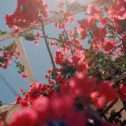 Lillyの画像