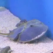 アイルトン
