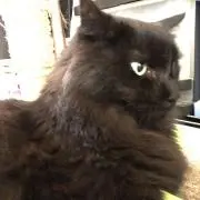 あざみ♩プロフチラ見しますの画像
