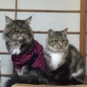 ウンタクの画像