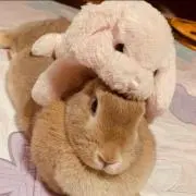 マキティ