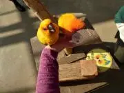 ななゆきの画像