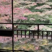 でんちゃんの画像