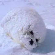 ななみの画像