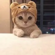 Yua❤︎ ʕ•ᴥ•ʔ˚✧の画像