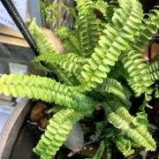 粘土細工の画像