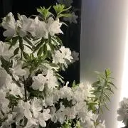 亜里優那（ジャガイモ屋）の画像