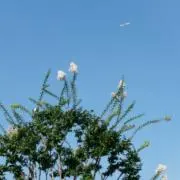 kの画像