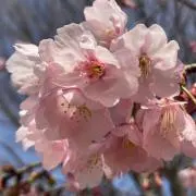 ましゃ