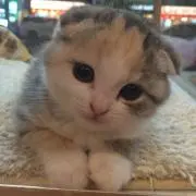 Lisaの画像
