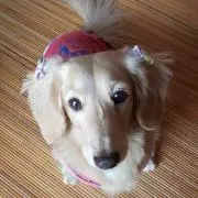 愛子の画像