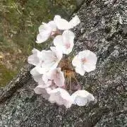 wancoro断捨離セール