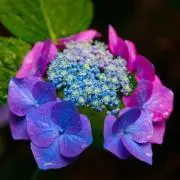 紫陽花